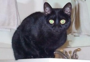 Image: Small Black Cat